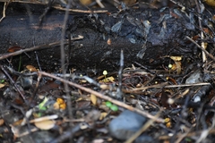 Mycena chusqueophila