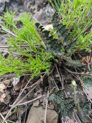 Paragymnopteris marantae