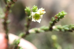 Diosma apetala