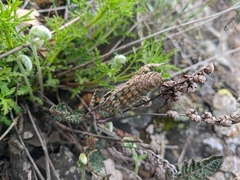 Paragymnopteris marantae