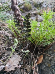 Paragymnopteris marantae