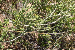Diosma apetala