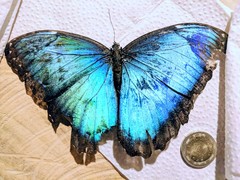 Morpho helenor peleides