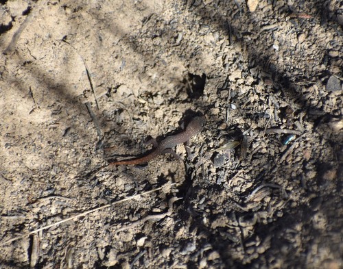 Hewitt’s Leaf-toed Gecko, Goggia hewitti