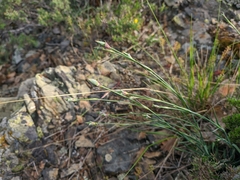 Dianthus marschallii