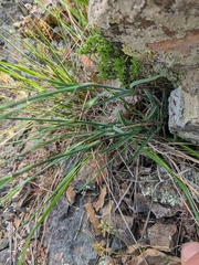 Dianthus marschallii