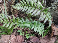 Dryopteris decipiens