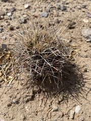 Coryphantha robustispina uncinata