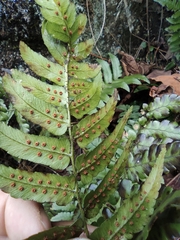 Dryopteris decipiens