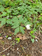 Anemonoides nemorosa