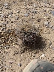Coryphantha robustispina uncinata