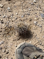 Coryphantha robustispina uncinata