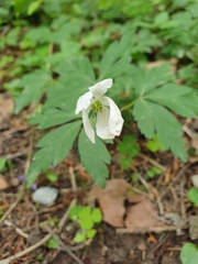 Anemonoides nemorosa