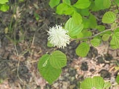 Fothergilla gardenii
