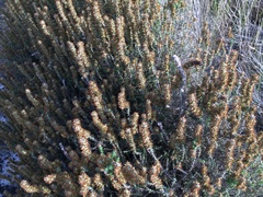 Seriphium cinereum