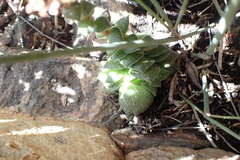 Crassula montana