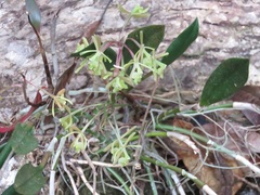 Epidendrum conopseum image