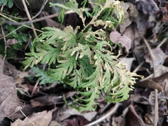 Selaginella moellendorffii