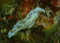 Bulaceros porcellanus