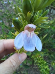 Justicia petiolaris