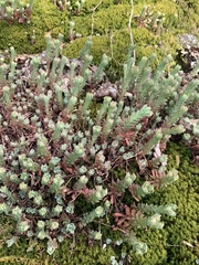 Sedum glaucophyllum
