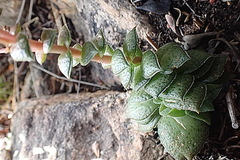 Crassula montana
