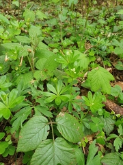 Galium odoratum
