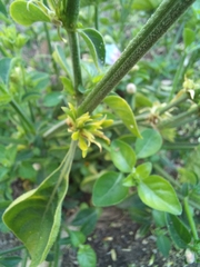 Justicia petiolaris