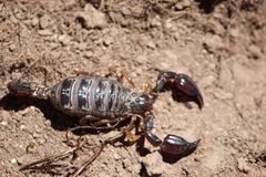 Urodacus manicatus