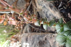 Crassula montana