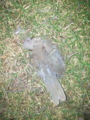 Streptopelia decaocto