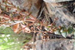 Crassula montana