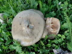 Entoloma aprile