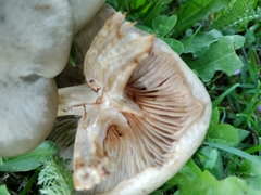 Entoloma aprile