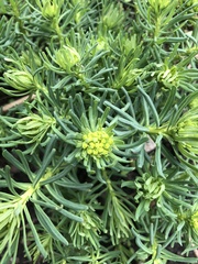 Euphorbia cyparissias