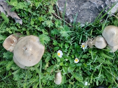 Entoloma aprile