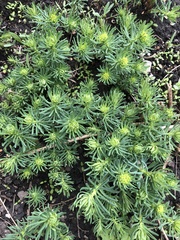 Euphorbia cyparissias