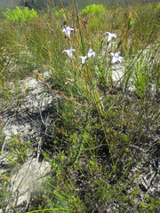 Prismatocarpus cliffortioides