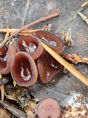 Pseudombrophila guldeniae