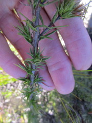 Prismatocarpus cliffortioides