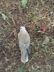 Streptopelia decaocto