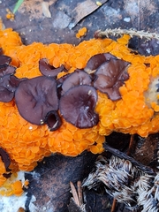 Pseudombrophila guldeniae