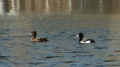 Aythya fuligula