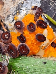 Pseudombrophila guldeniae