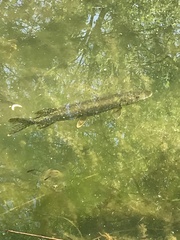 Esox lucius