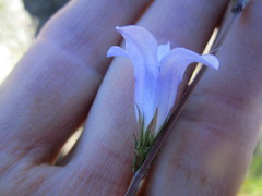 Prismatocarpus cliffortioides