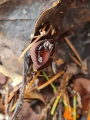 Pseudombrophila guldeniae