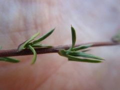 Prismatocarpus cliffortioides