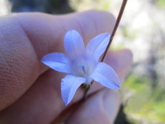 Prismatocarpus cliffortioides