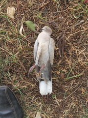 Streptopelia decaocto